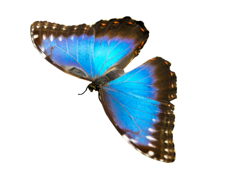 白色背景下的蓝色闪蝶昆虫特写