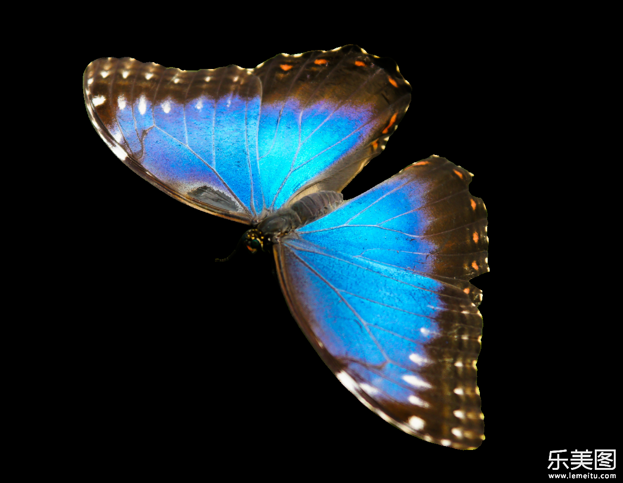 白色背景下的蓝色闪蝶昆虫特写