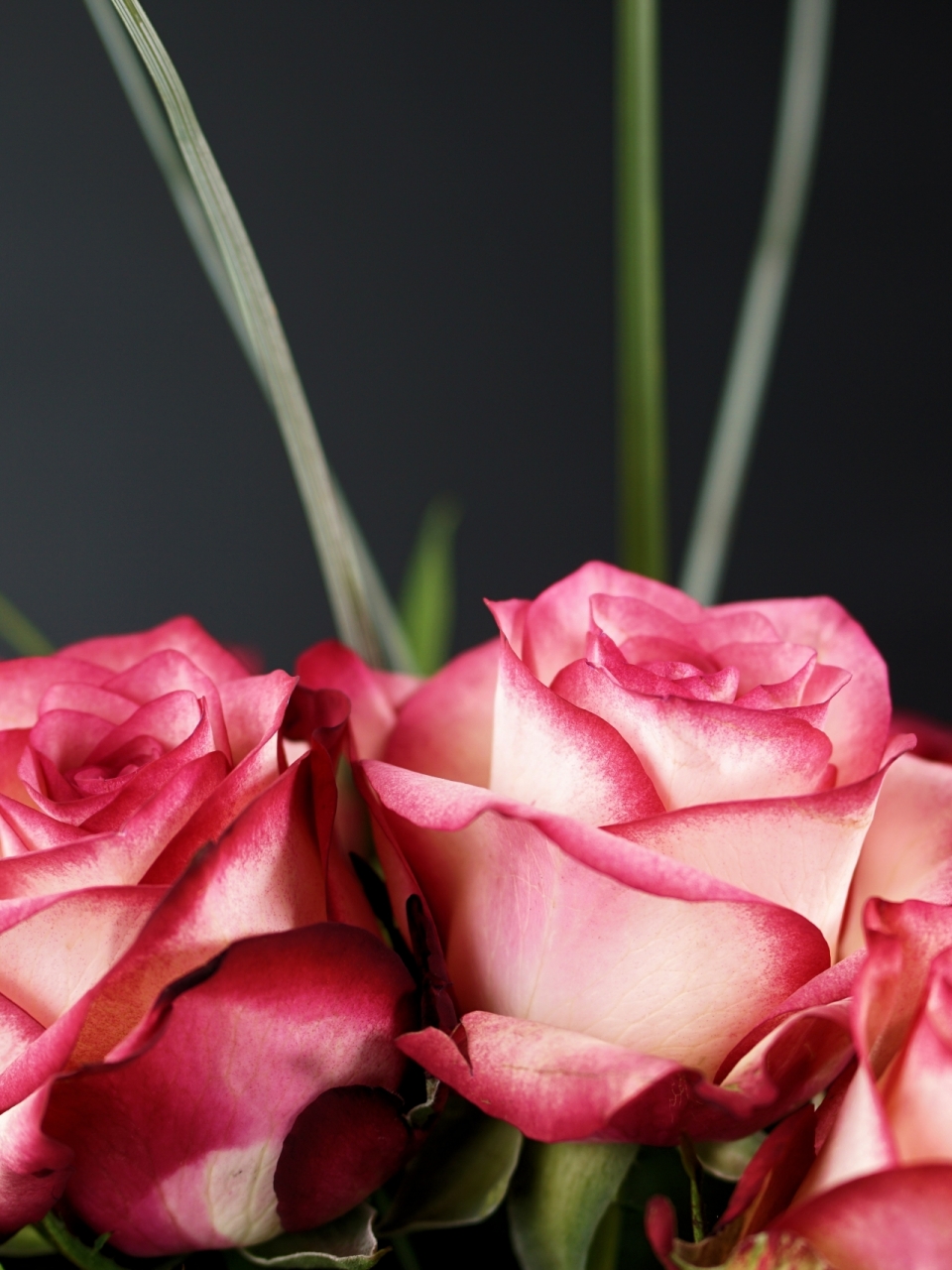 纯色背景美丽粉白色玫瑰花植物特写