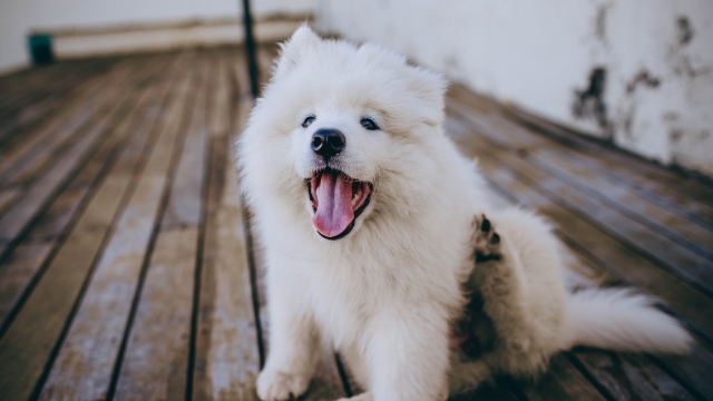 呆萌可爱小狗高清桌面壁纸