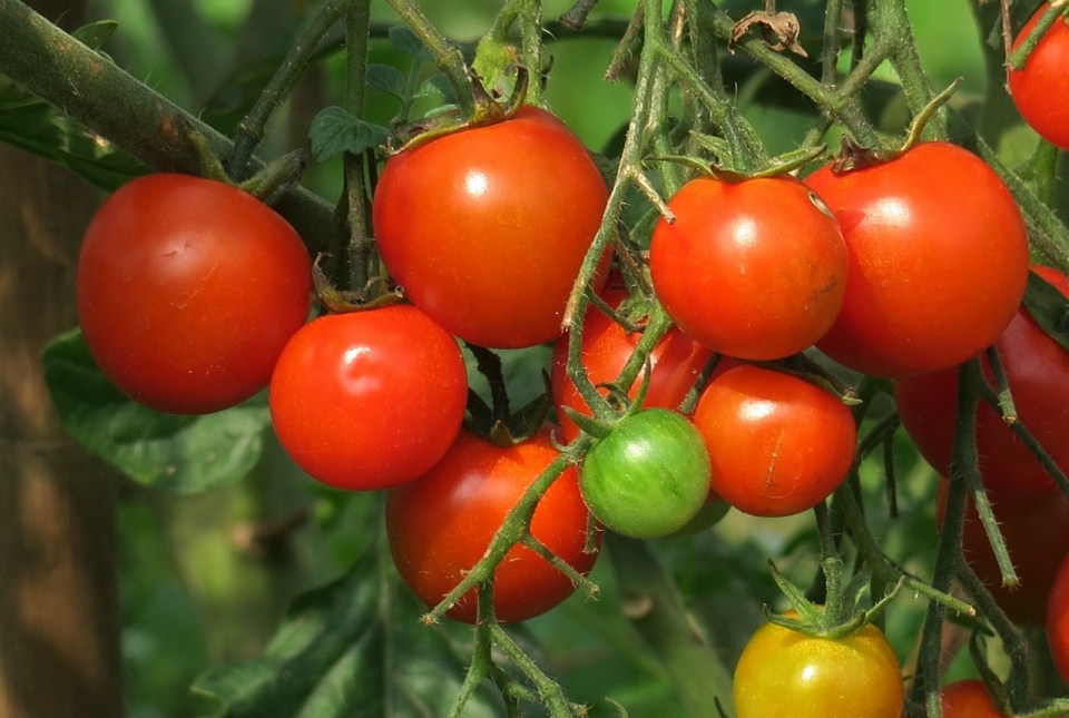 户外新鲜绿色叶子健康未熟红色番茄植物