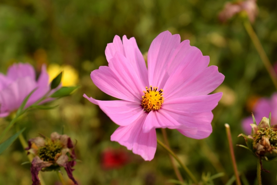 微距摄影_夏天户外粉色花朵自然植物