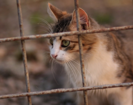虚化背景户外铁丝网前可爱宠物猫