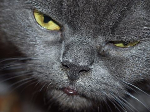 眼神嫌弃的黑色帅气喵星人