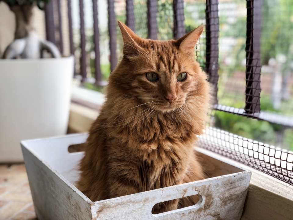 室内窗户边木制盒子中可爱黄色宠物猫