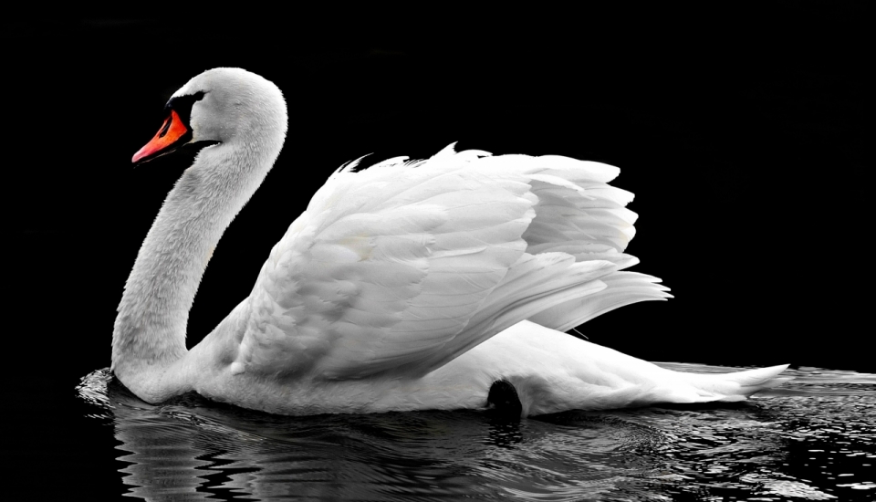 黑色背景前游水的白天鹅动物摄影