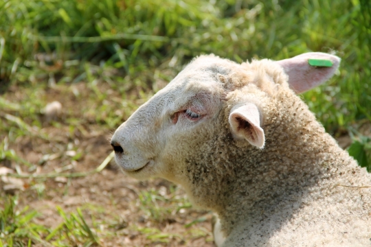 自然户外阳光绿色草坪上白色绵羊