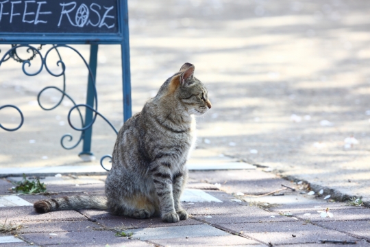 店门口街道呆坐凝望喵星人有趣特写