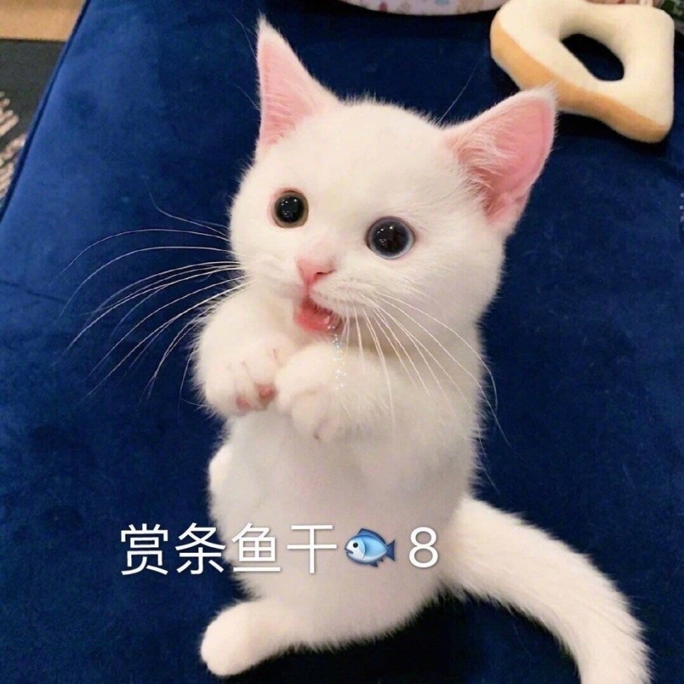 萌萌的猫咪表情包图片