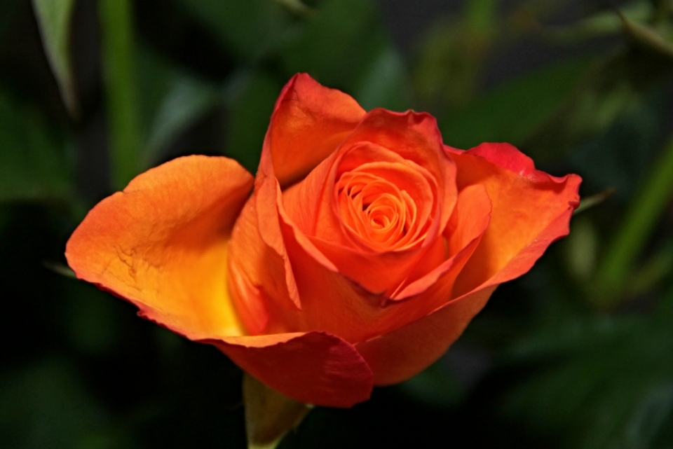 虚化背景户外自然橙色花朵玫瑰植物