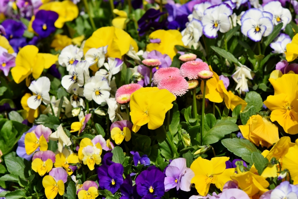 阳光户外自然紫色黄色花朵植物花丛