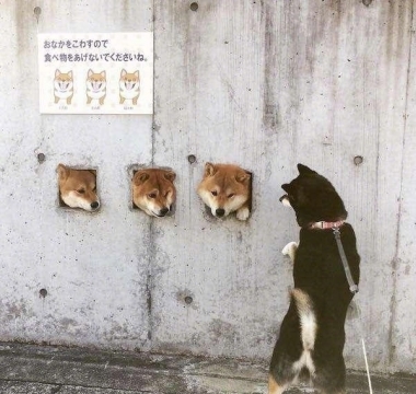 洞洞里的三只柴犬图片