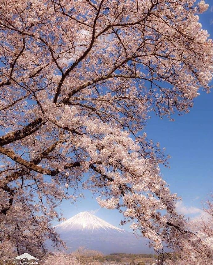 富士山下樱花图片