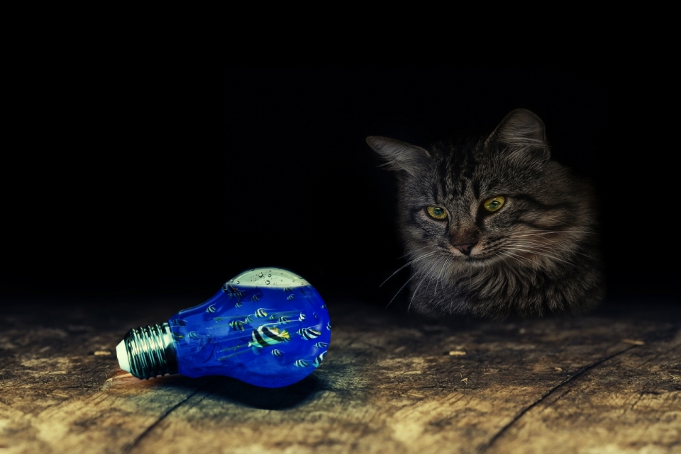 躲在黑暗中注视着灯泡中游水鱼的猫