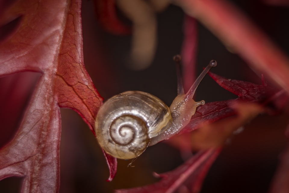 趴在红色树叶上的蜗牛微距高清摄影