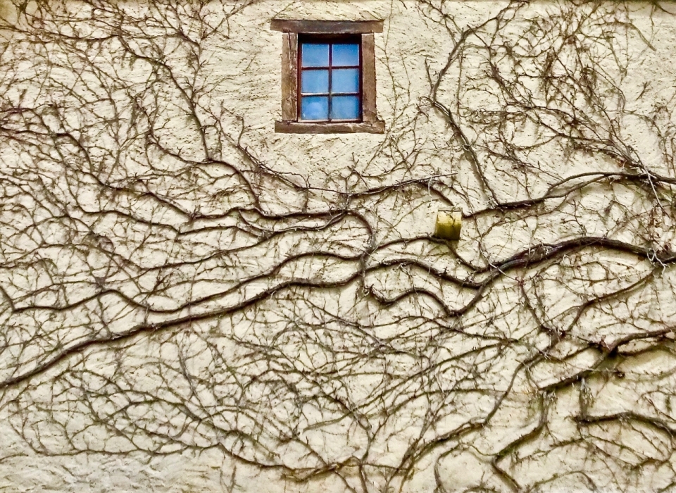 老旧建筑墙壁攀爬藤蔓简陋木窗