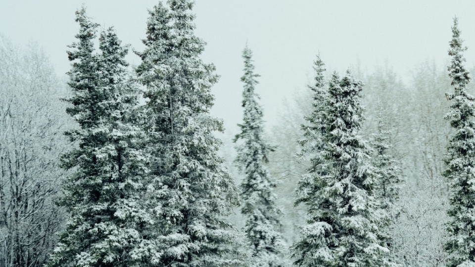 冬季雪松雪景无水印电脑桌面高清壁纸图片