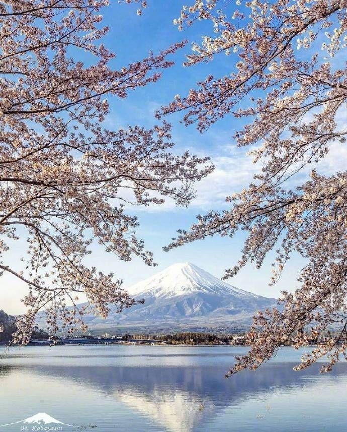 富士山下樱花图片