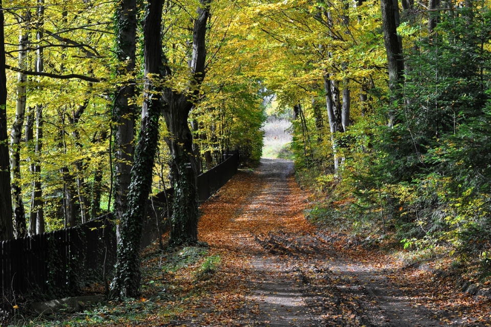 秋天红色落叶覆盖的蜿蜒小路景观