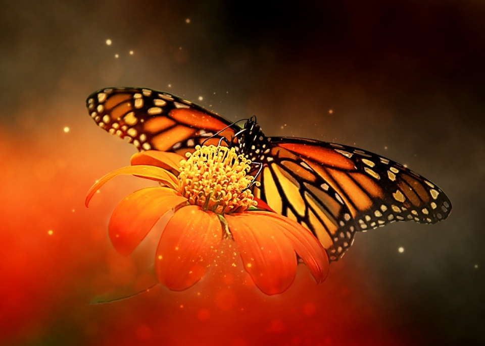 虚化背景橙色花朵植物上蝴蝶昆虫