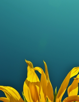 简约绿色背景黄色花瓣花朵自然植物