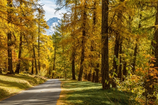风光摄影_深秋金黄色树林小道精美风景