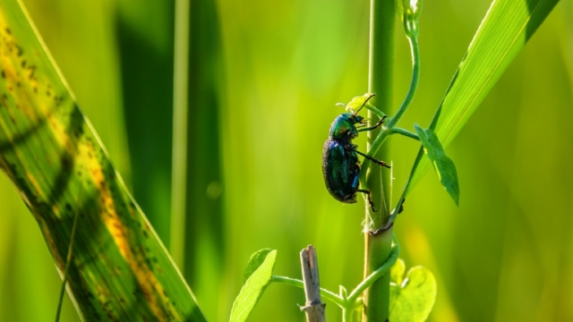 唯美清新绿色高清护眼桌面壁纸