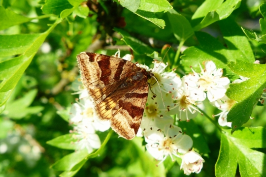 阳光自然白色花朵绿色叶子植物蝴蝶