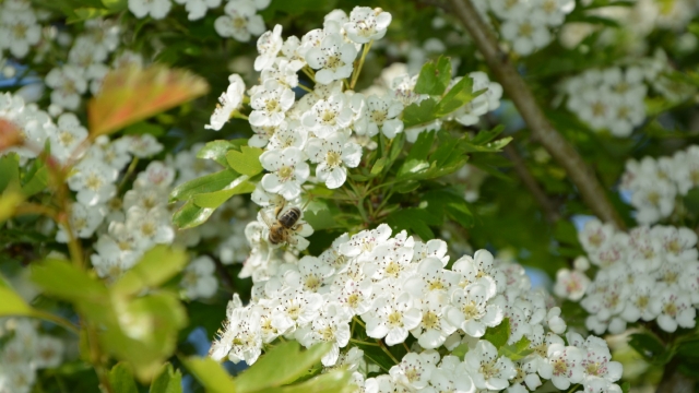 山楂花高清桌面壁纸