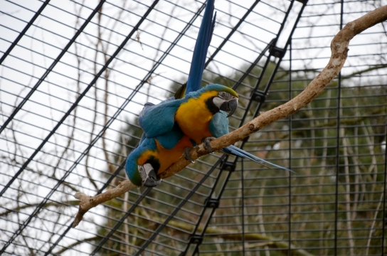 室外铁丝笼子树枝上彩色鹦鹉