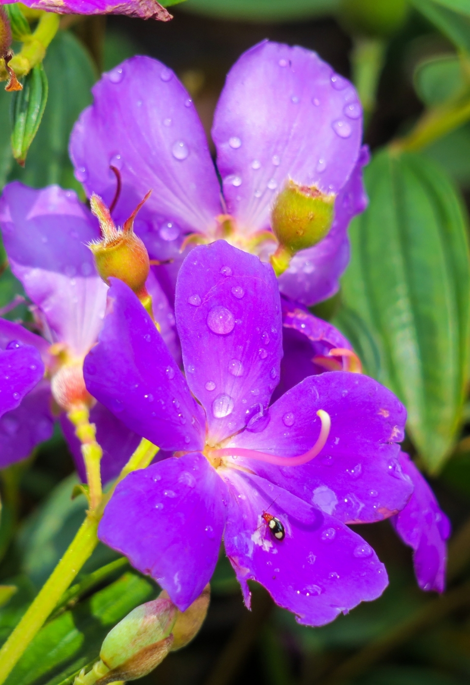 户外鲜艳紫色花朵绿色叶子植物上迷你昆虫