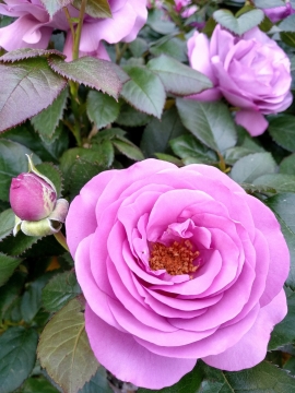 微距摄影_粉色花朵绿色叶子自然玫瑰植物