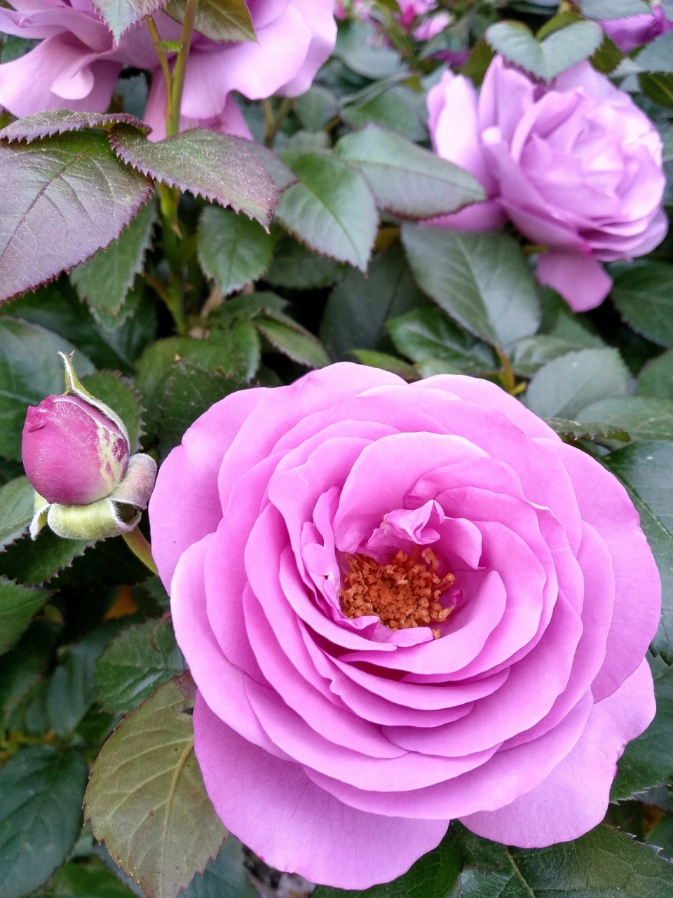 微距摄影_粉色花朵绿色叶子自然玫瑰植物
