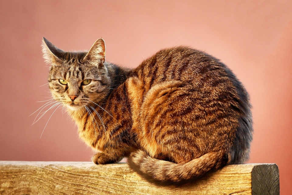 纯色背景前蹲在木杆上的可爱宠物猫
