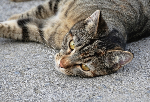侧躺在地面上眼神威武的虎斑猫