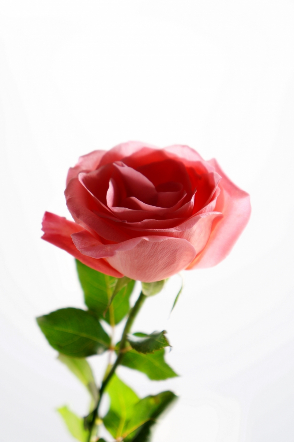 白色背景红色玫瑰花植物特写