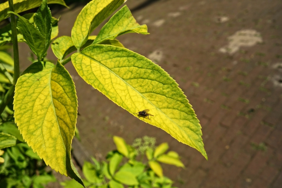 户外自然绿色叶子植物上黑色苍蝇