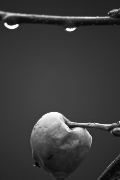 黑白森林树枝果实沾露水自然风光