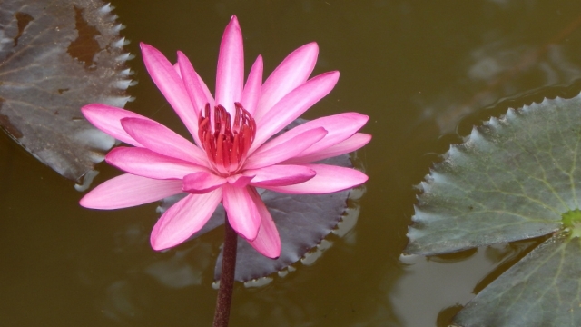 清新优美红莲华盛开高清桌面壁纸