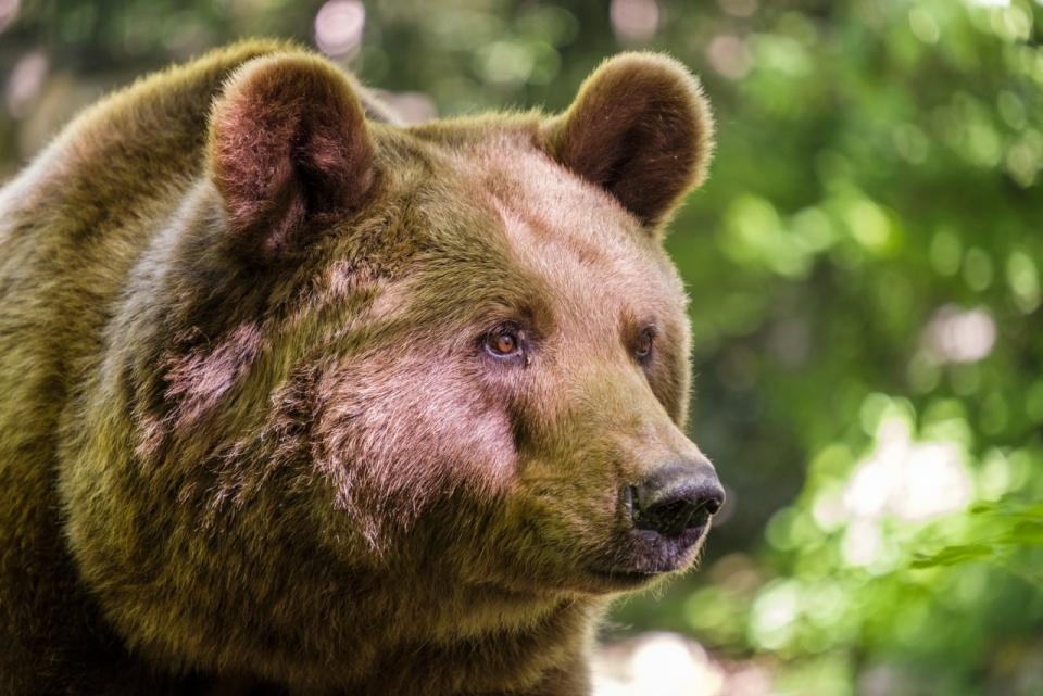 阳光自然户外野生棕色熊动物