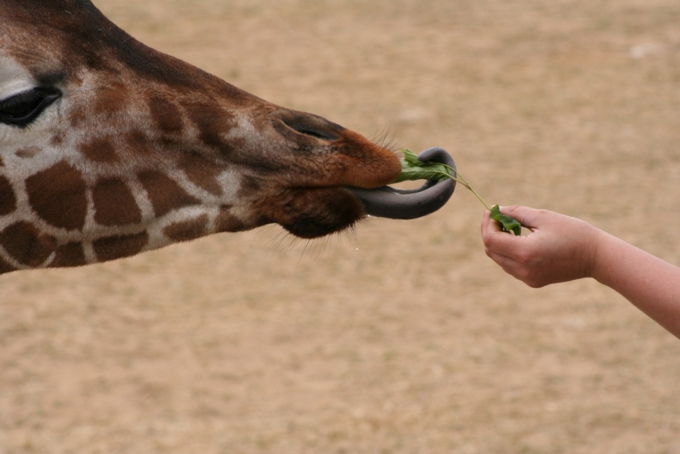 动物园中一只小手正在喂食长颈鹿