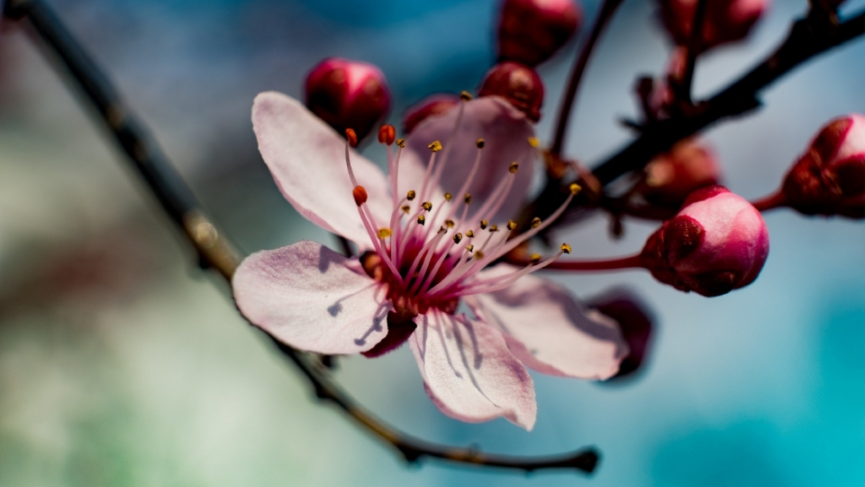 苹果花自然风光优美风景秀丽高清桌面壁纸