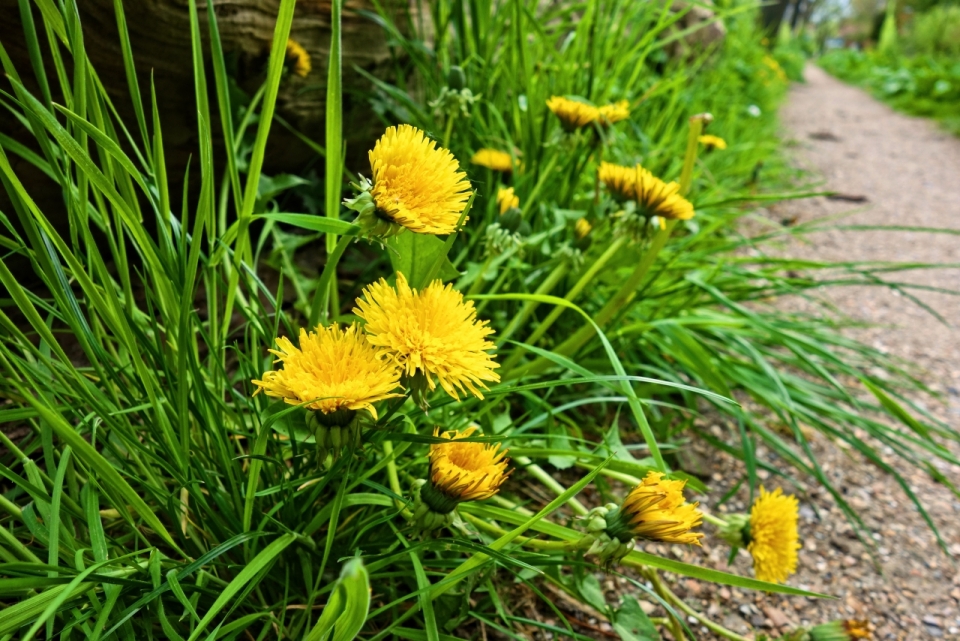 郊外小路绿色叶子黄色花朵自然植物