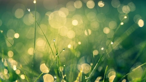 唯美清新绿色护眼高清桌面壁纸