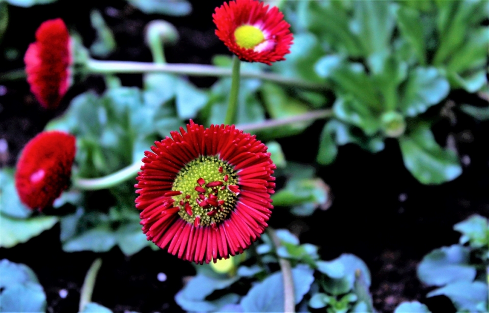 虚化背景户外红色花朵自然植物