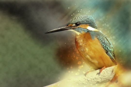 可爱小鸟站立树梢枝头风光