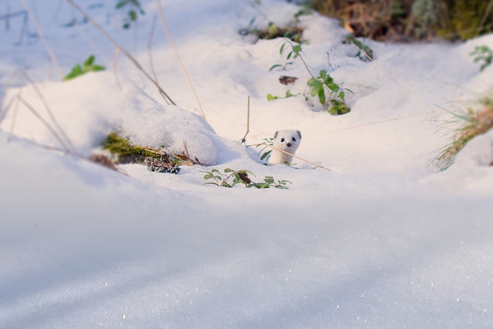 雪地中白色雪貂灵动外形抓拍