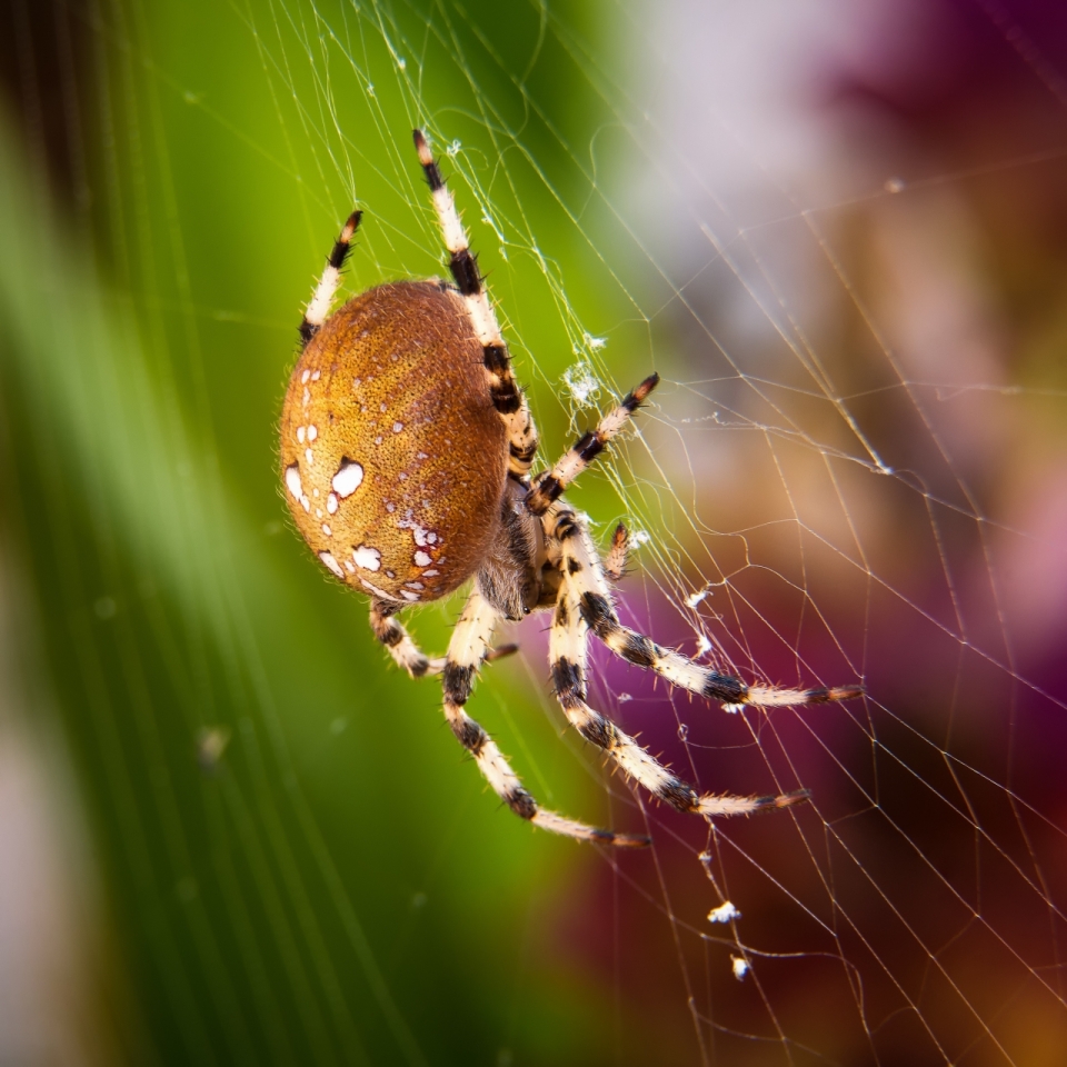 蜘蛛网上黄色蜘蛛昆虫摄影