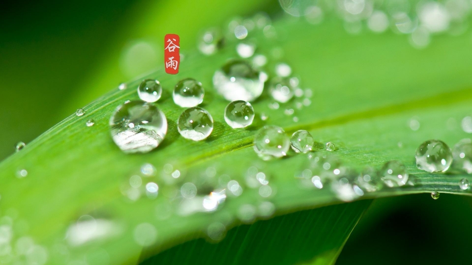 唯美清新护眼谷雨高清桌面壁纸