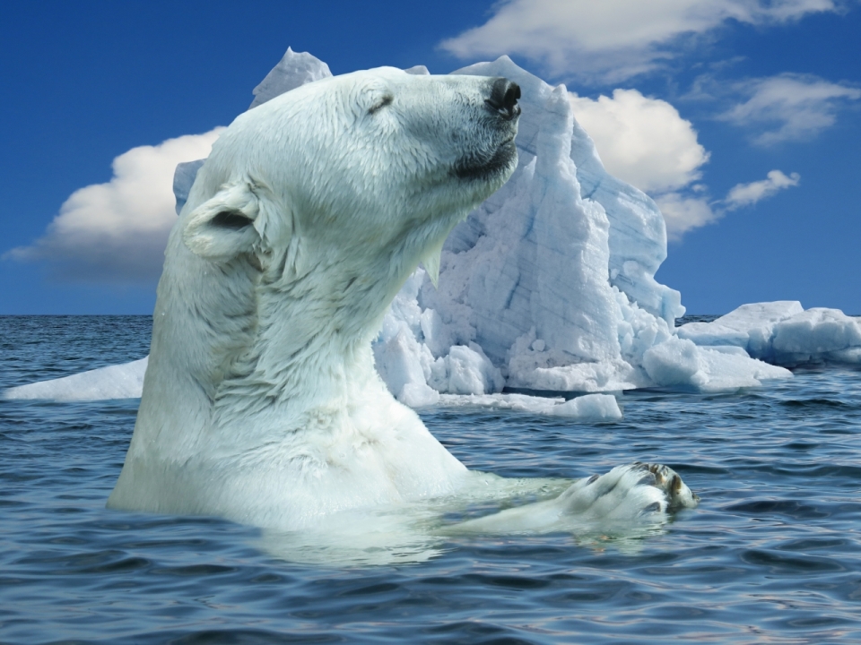 极地海洋中白色北极熊冰川高清美景